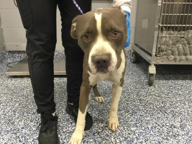 Adoptable Dog