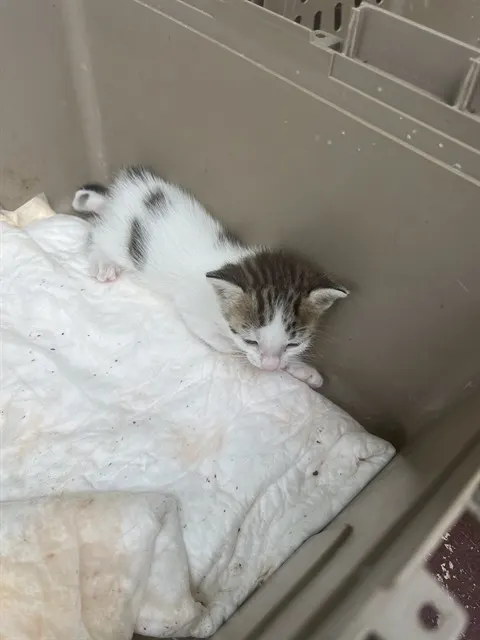 Adoptable Cat