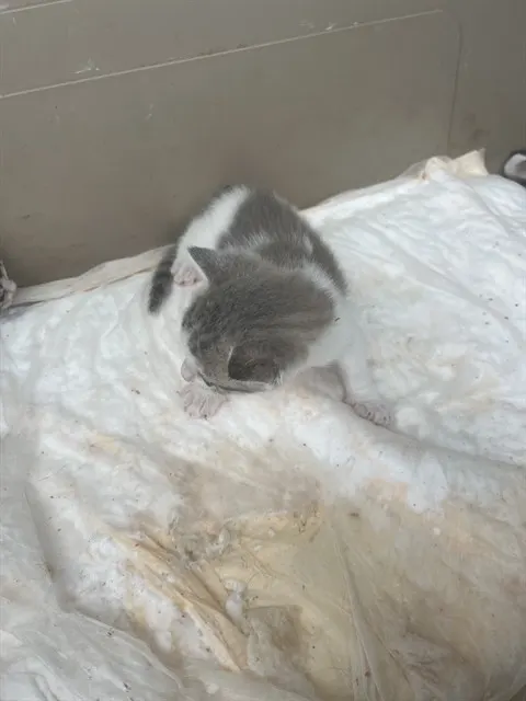 Adoptable Cat