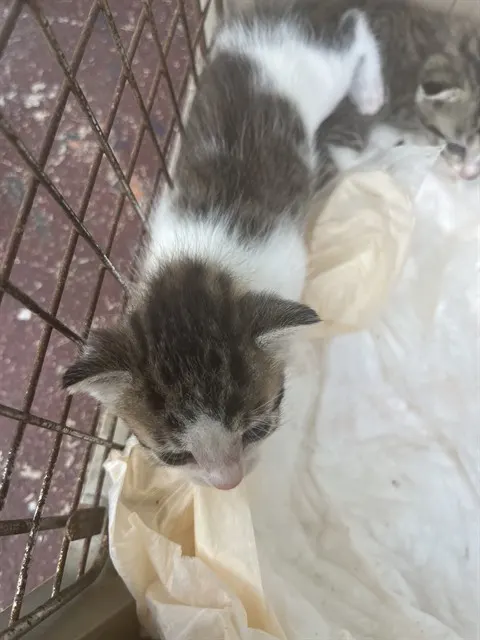Adoptable Cat