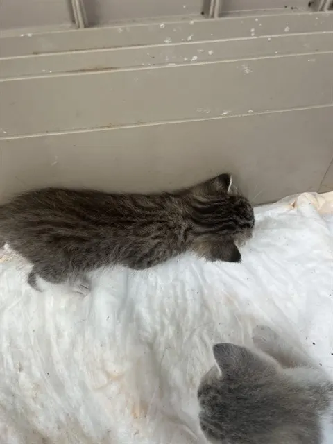 Adoptable Cat