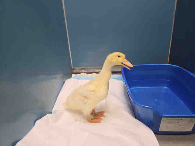 Adoptable Bird
