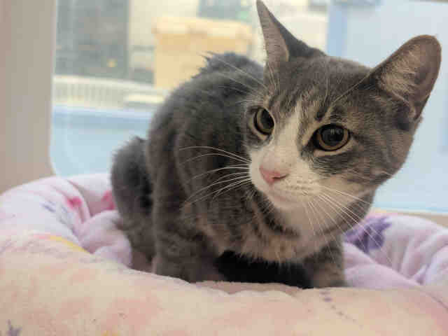 Adoptable Cat