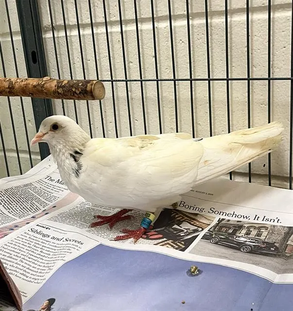 Scrub A Dove