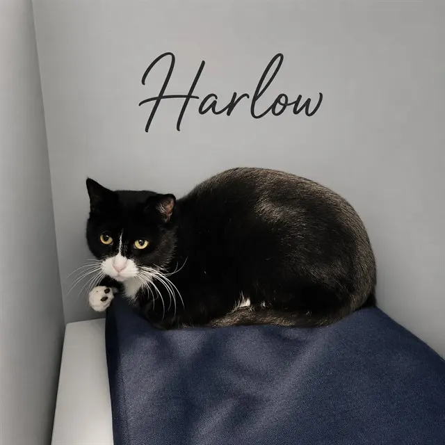 Harlow