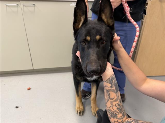 Adoptable Dog
