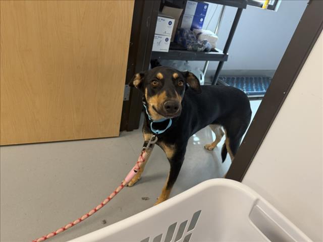 Adoptable Dog