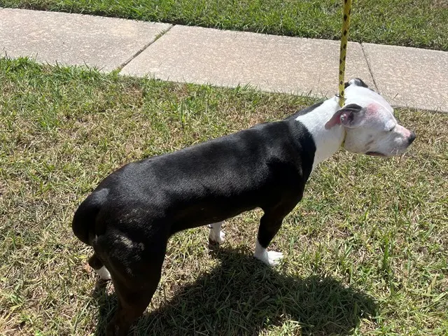 Chloe