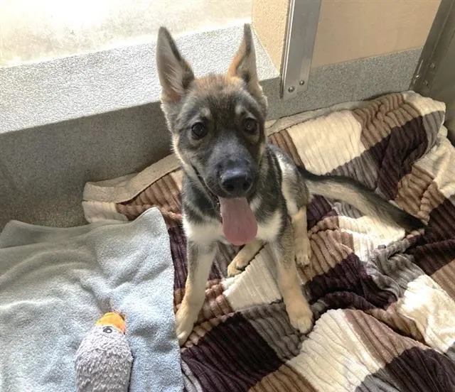 Meeko