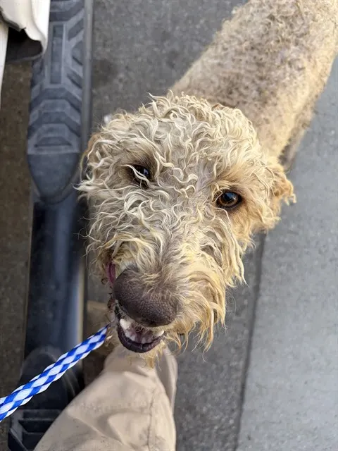 Adoptable Dog