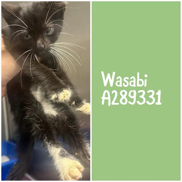 Wasabi