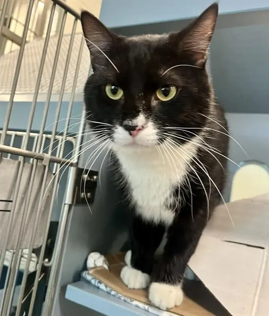 Gatito