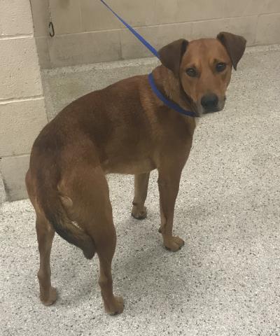 Adoptable Dog