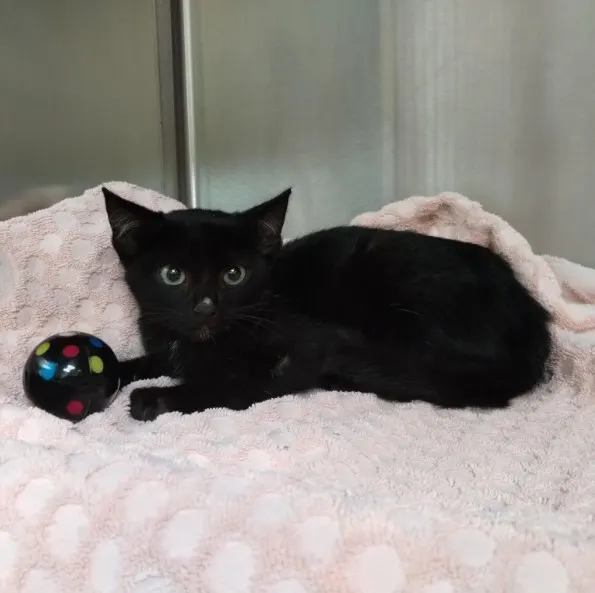 Adoptable Cat