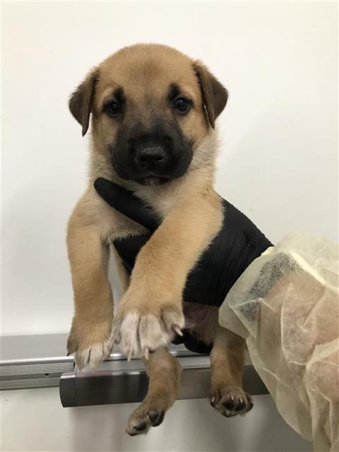 Adoptable Dog