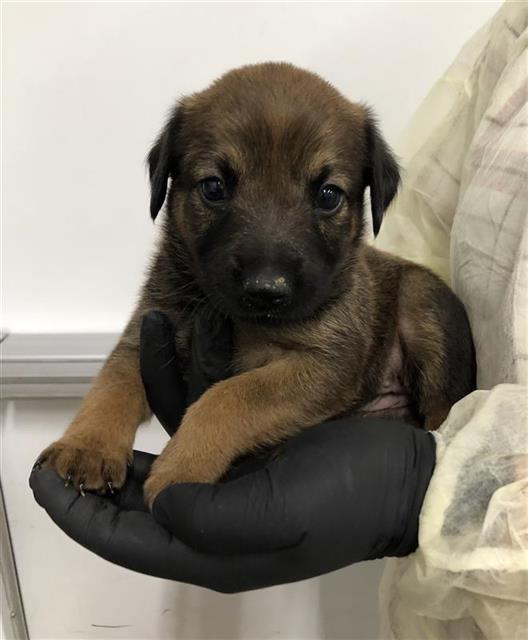 Adoptable Dog