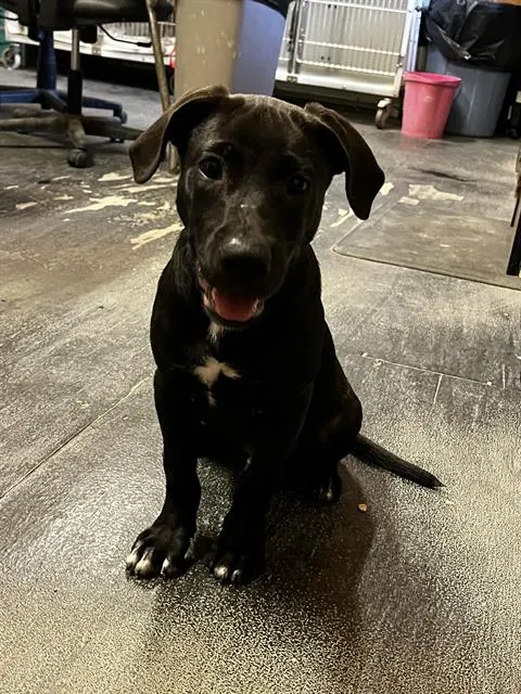 Apollo