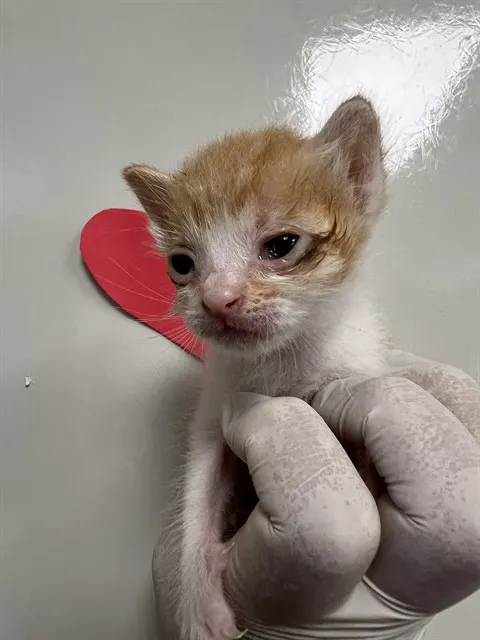 Needs A Foster