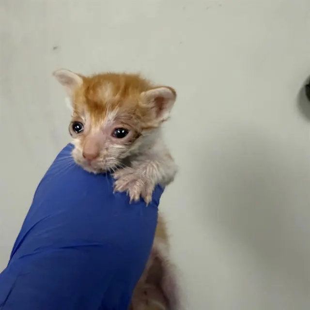 Needs A Foster