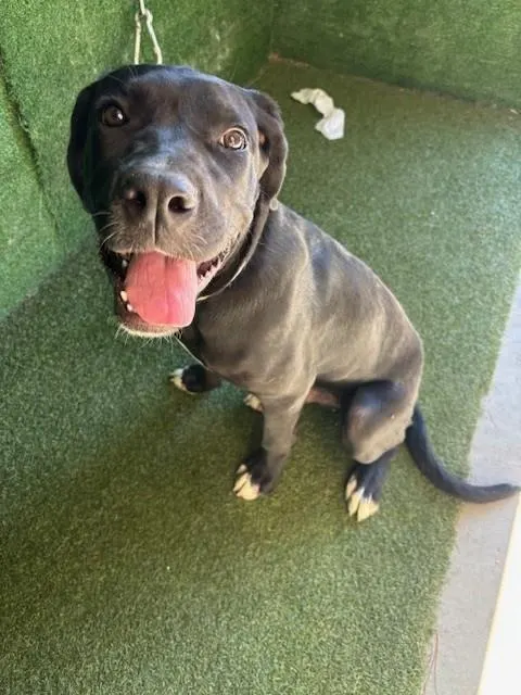 Adoptable Dog