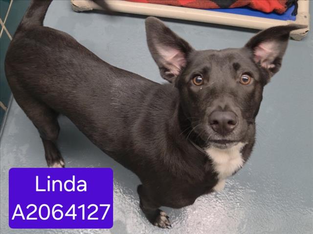 Linda