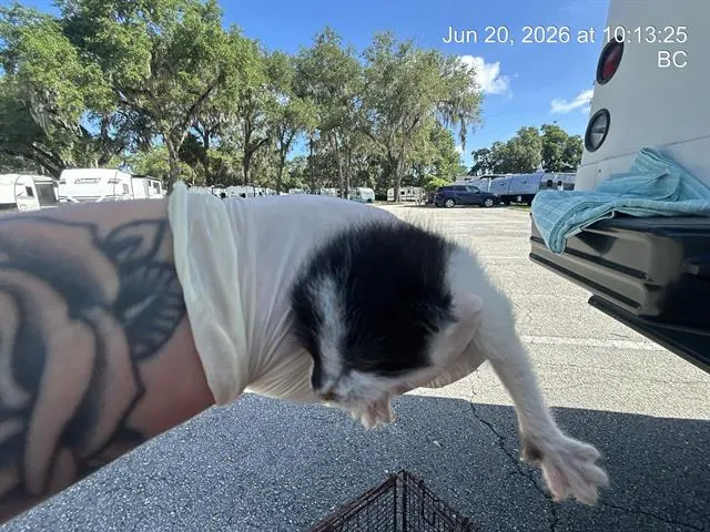 Skunky