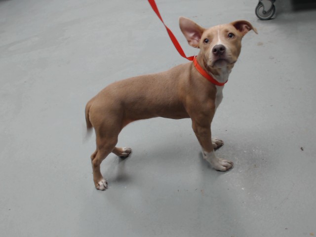 Adoptable Dog