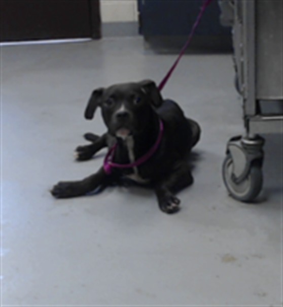 Adoptable Dog