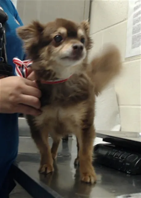 Gizmo