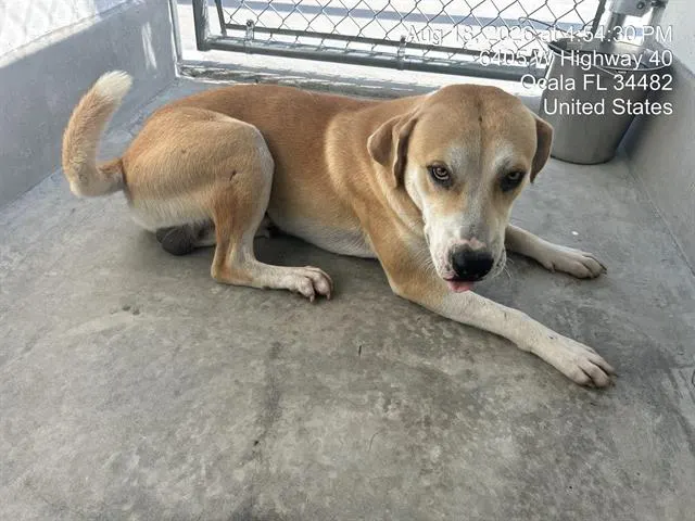 Adoptable Dog