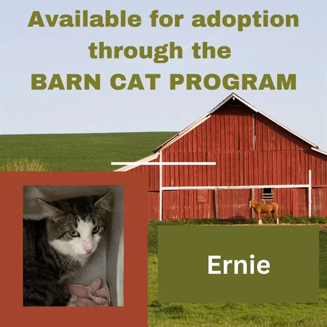 Ernie Barn Cat