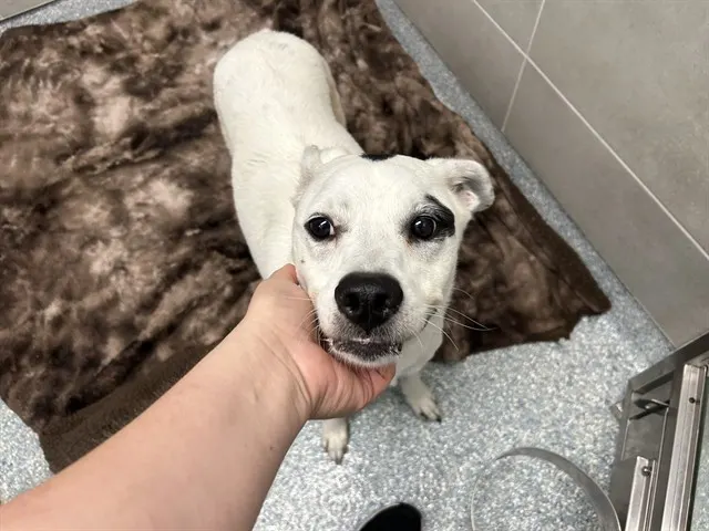 Bonita