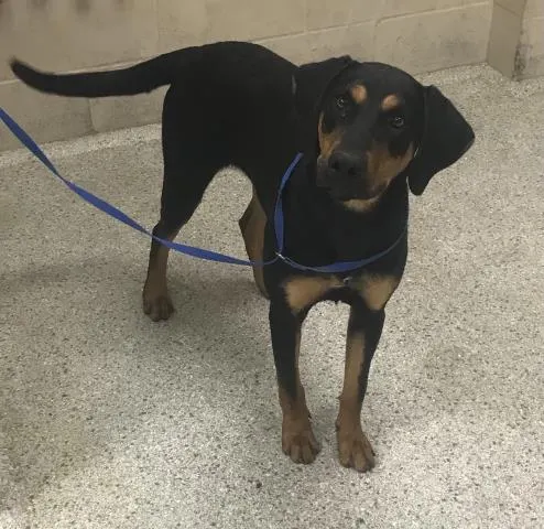 Adoptable Dog