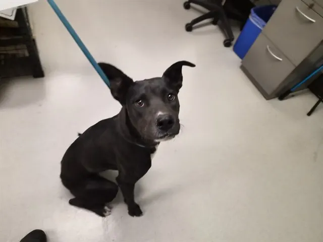 Adoptable Dog