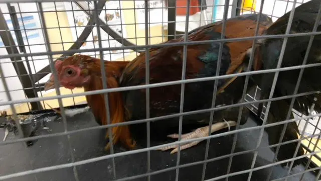 Gordon