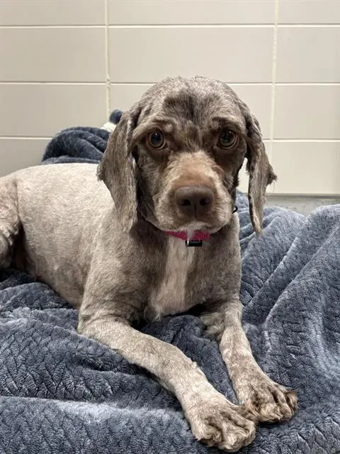 Cocoa