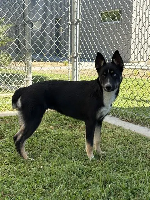Heidi