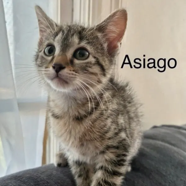 Asiago