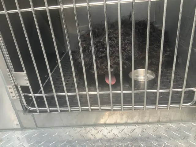 Adoptable Dog
