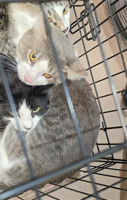 Adoptable Cat