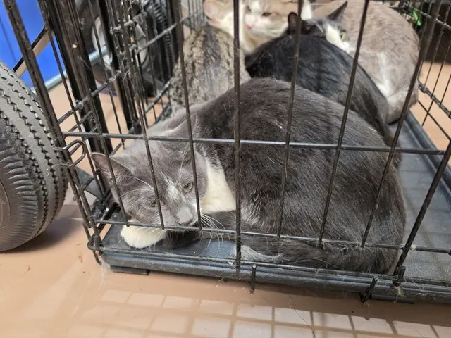 Adoptable Cat