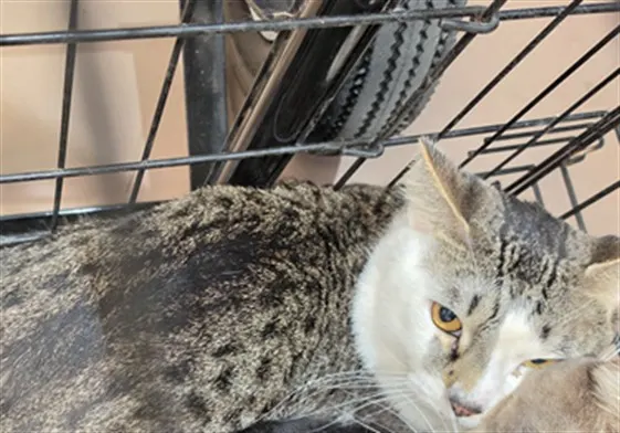 Adoptable Cat