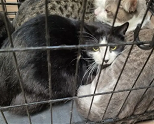 Adoptable Cat