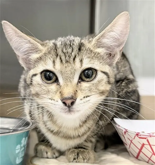 Adoptable Cat