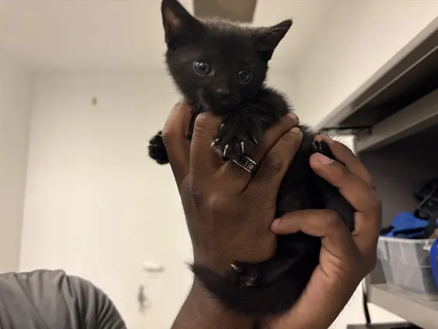 Adoptable Cat
