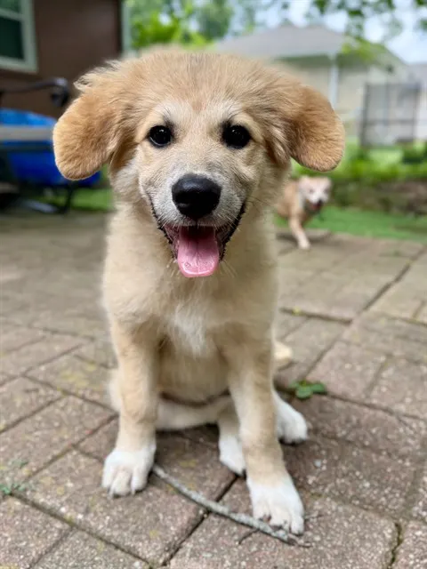 Bridget Lafluff
