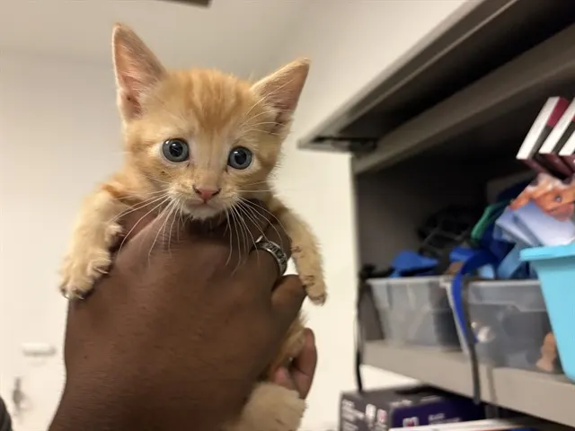 Adoptable Cat