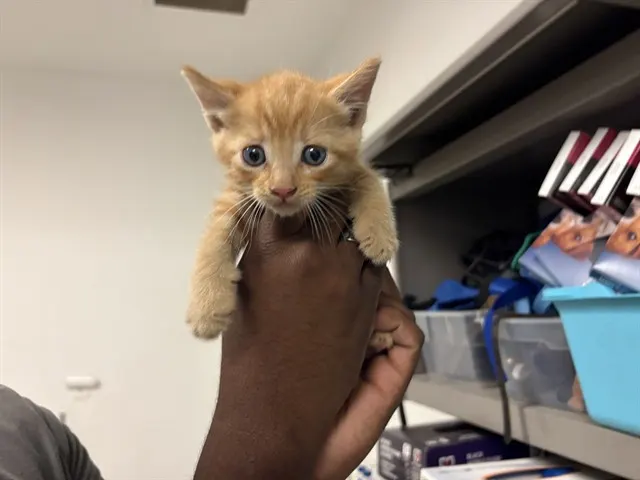 Adoptable Cat