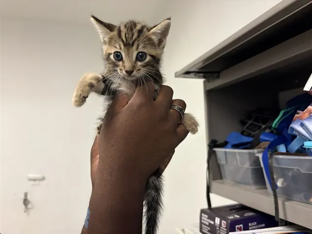 Adoptable Cat