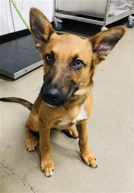 Adoptable Dog